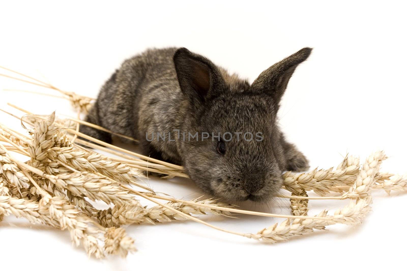 Estern rabbit  by shiffti