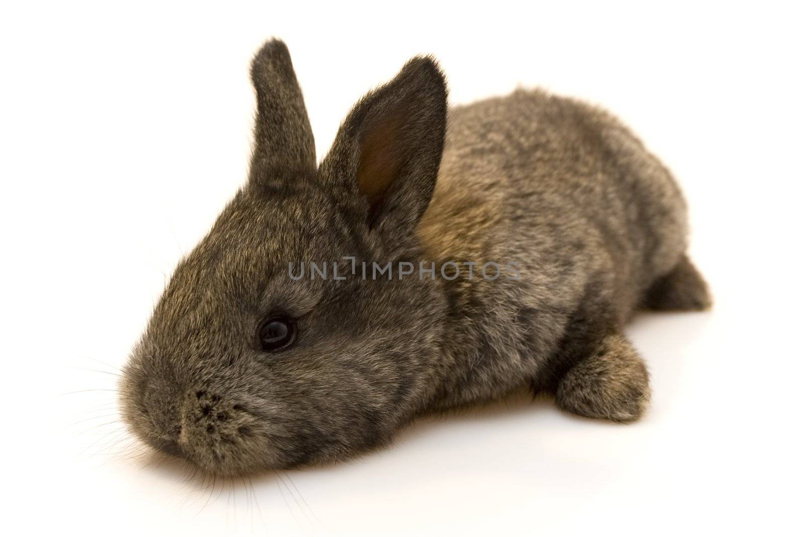 Small grey estern rabbit on white background