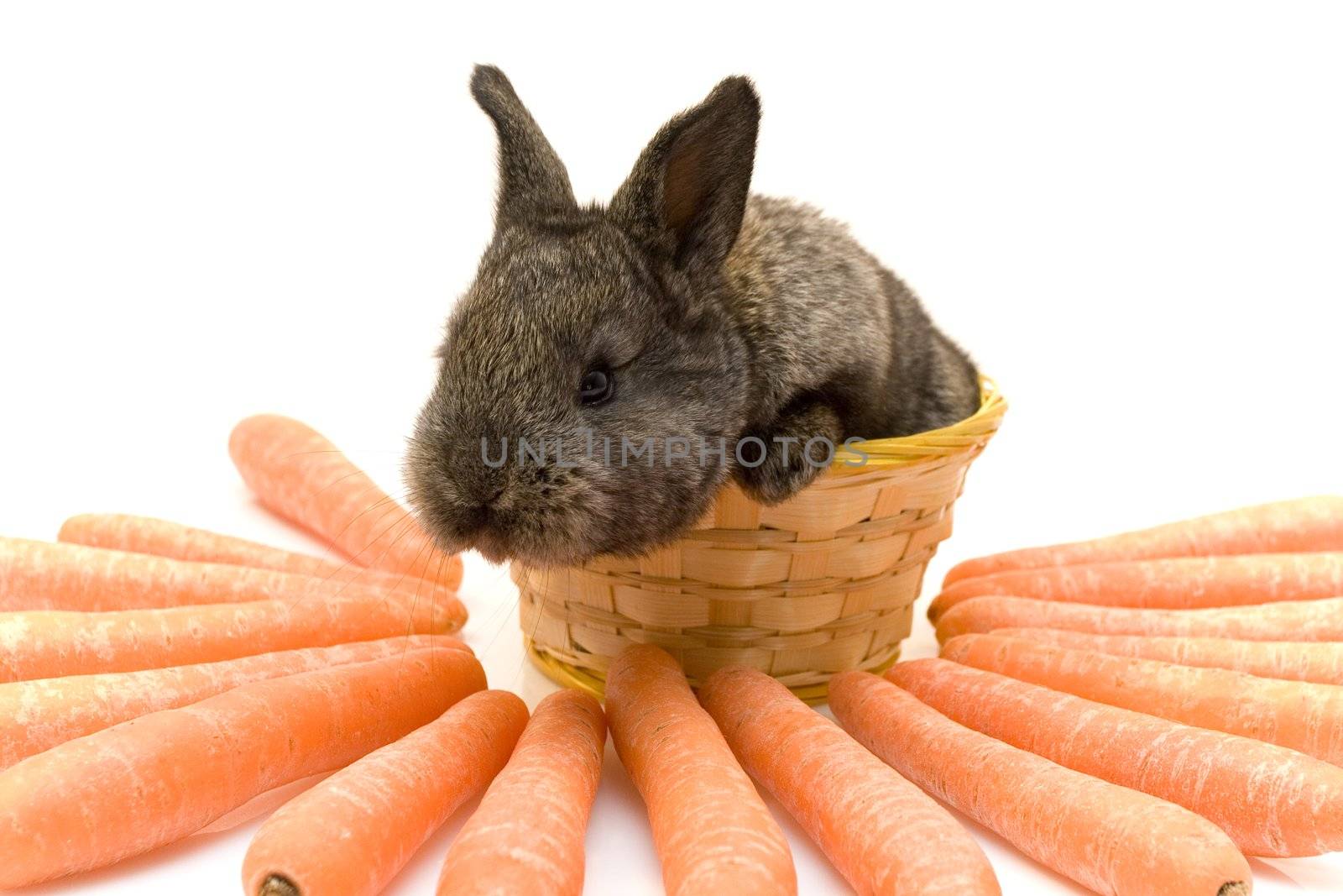 Small grey estern rabbit with big carrots