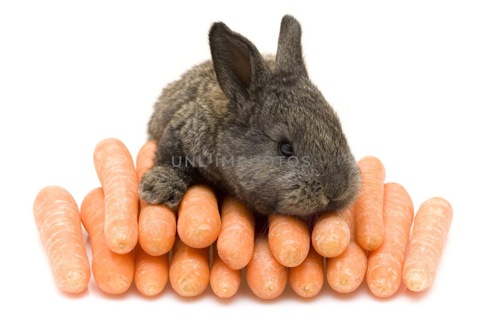 Small grey estern rabbit with big carrots
