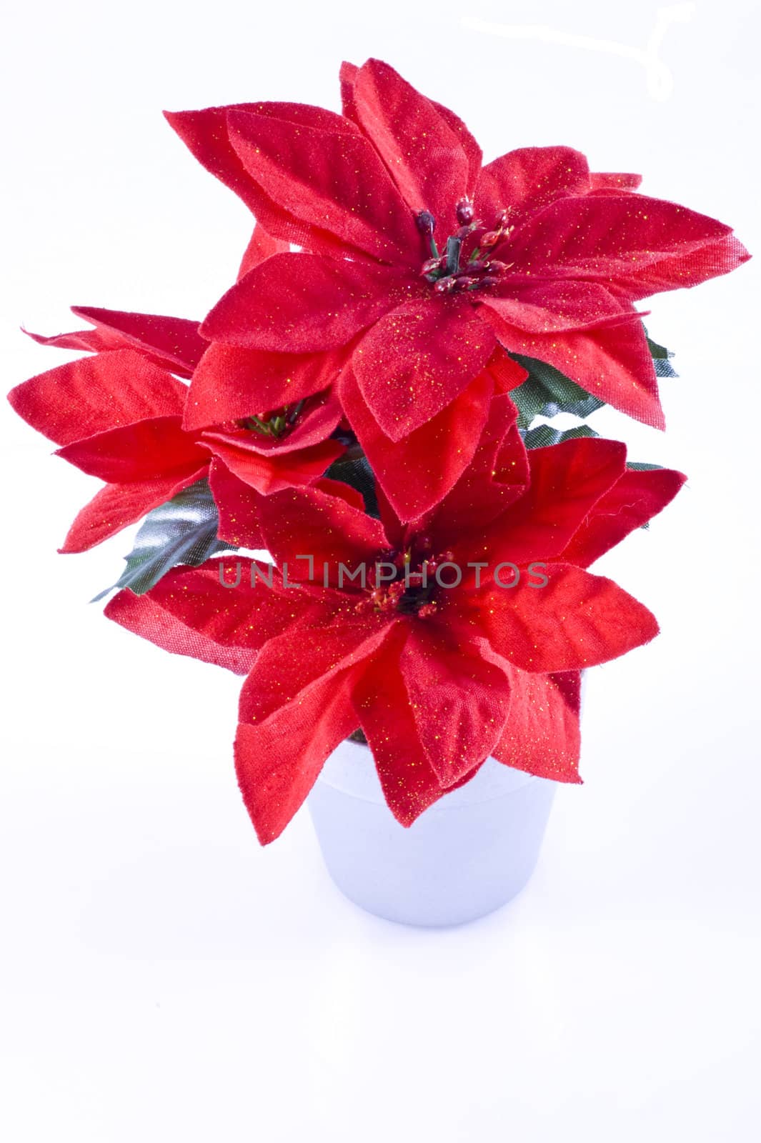 Red poinsettia, isolated on a white background.