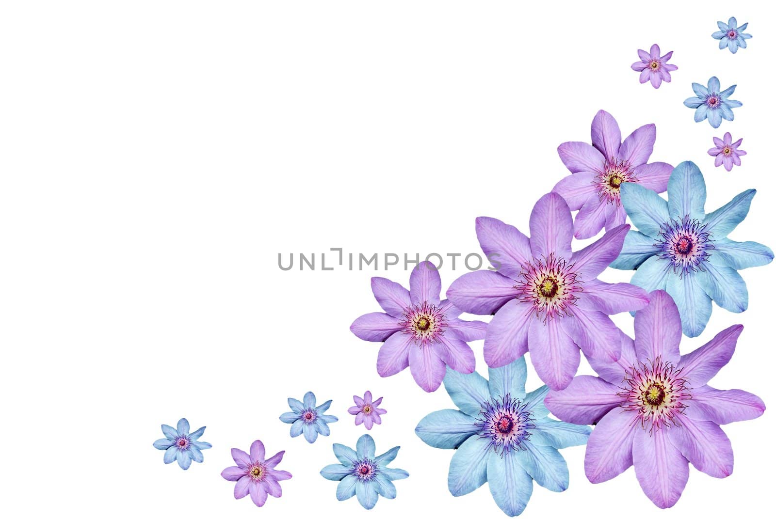 Montage of a Clematis flower heads on a background of white