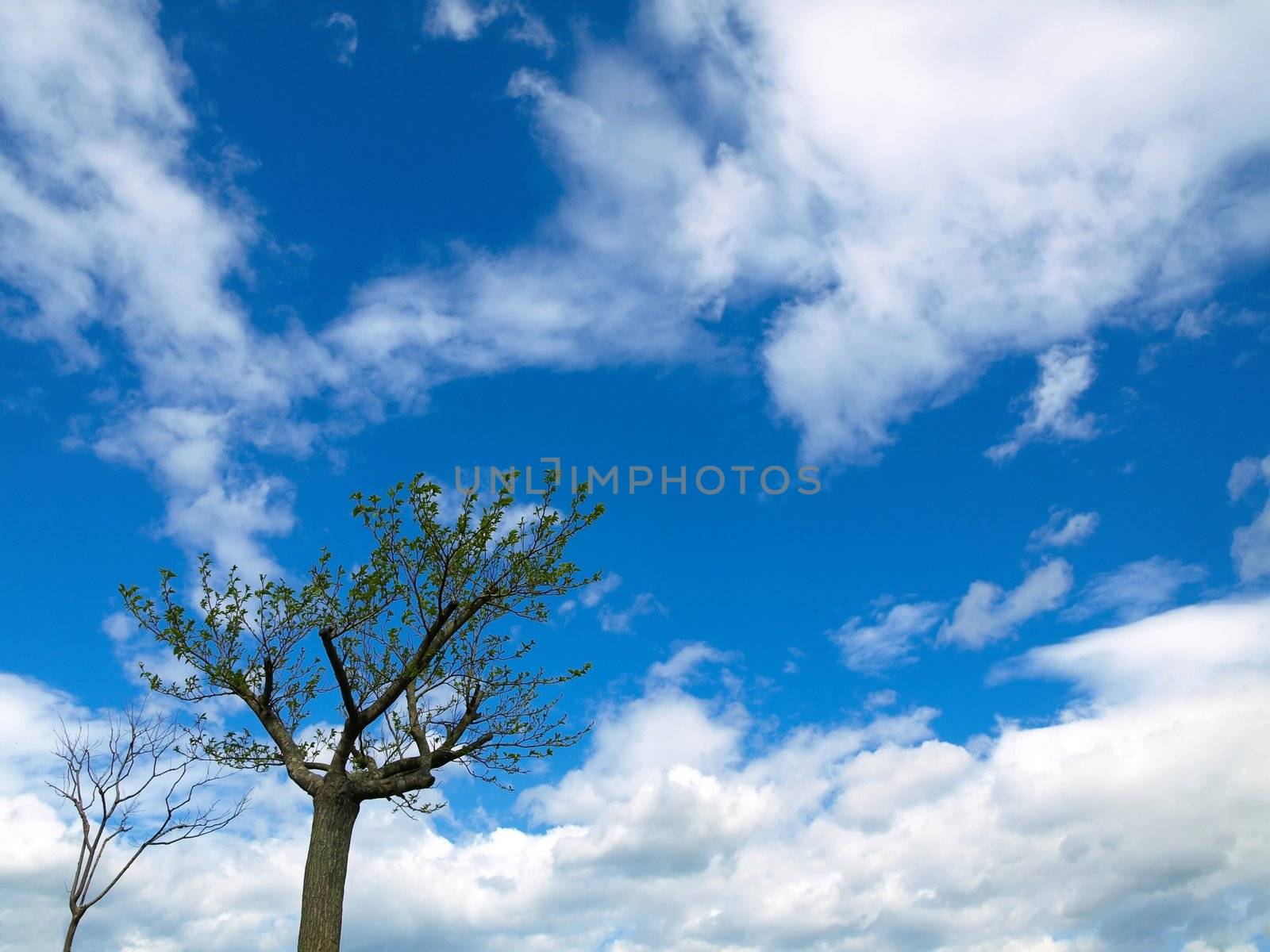 two  trees under blue sky with clouds