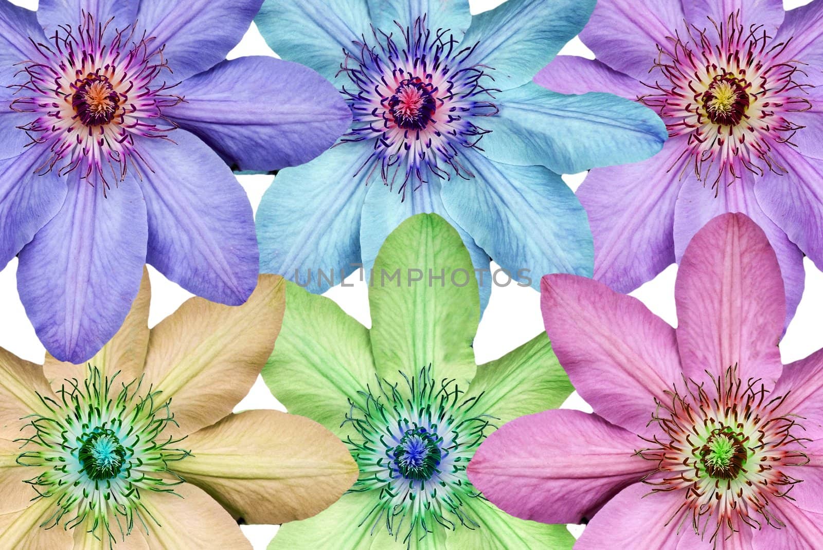 Montage of the Clematis flower head with the hue changed on each