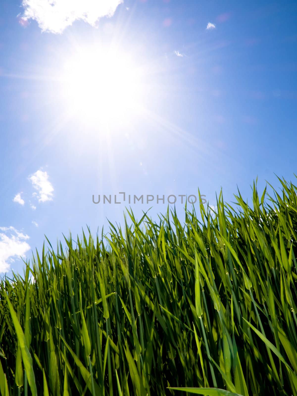 Green wheat field at spring under the sun