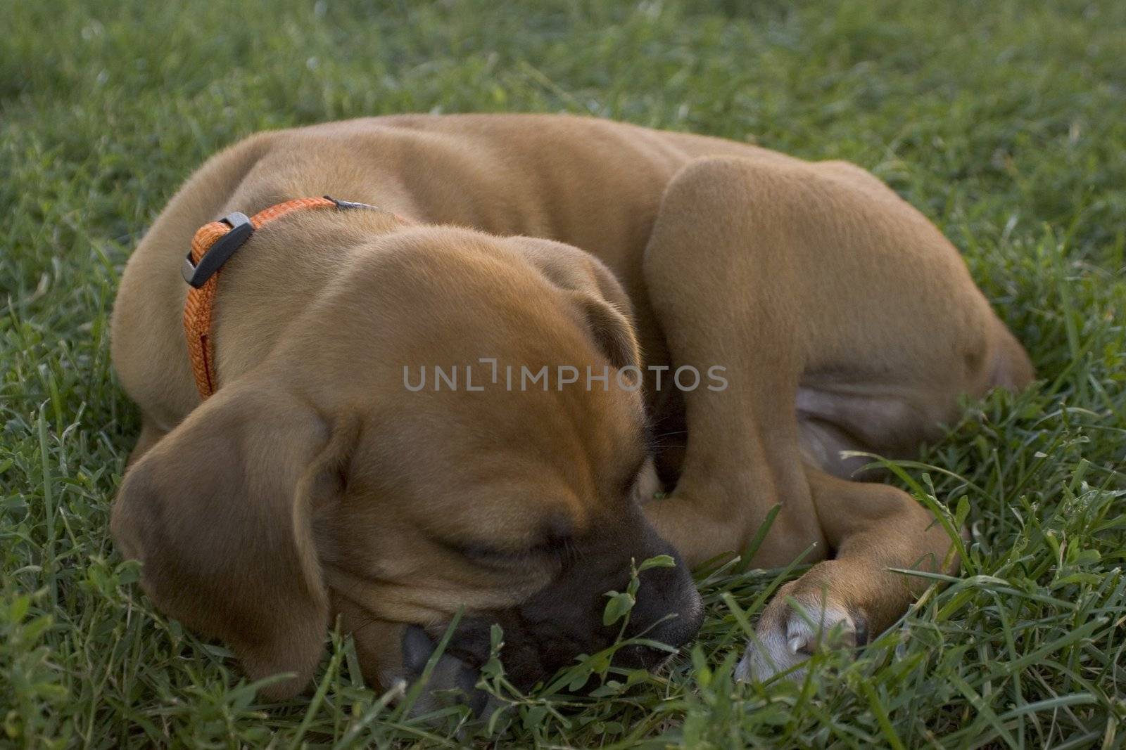 Emile, the baby boxer sleeping in the grass with bright orange collar