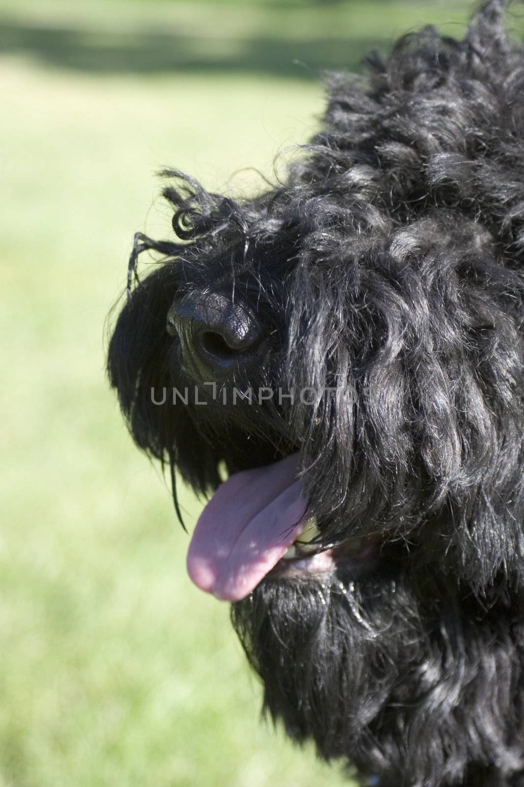 Close up of a black dog head