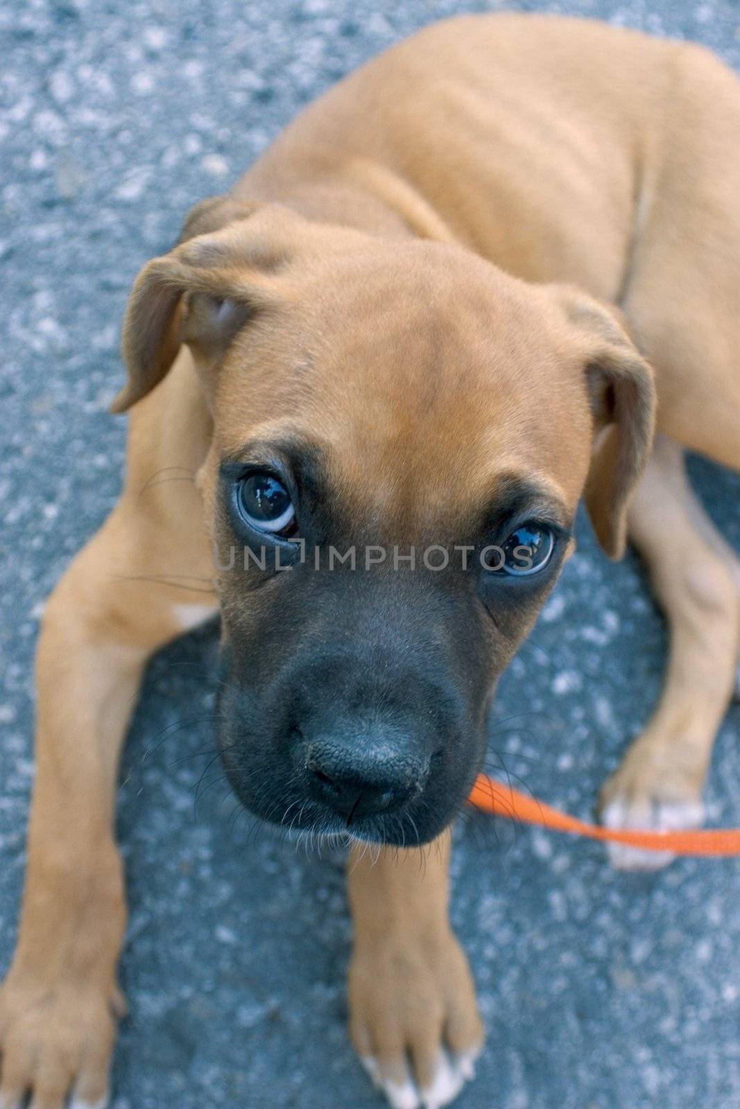 Emile, the baby boxer, show's his pity face while resting on asphalt