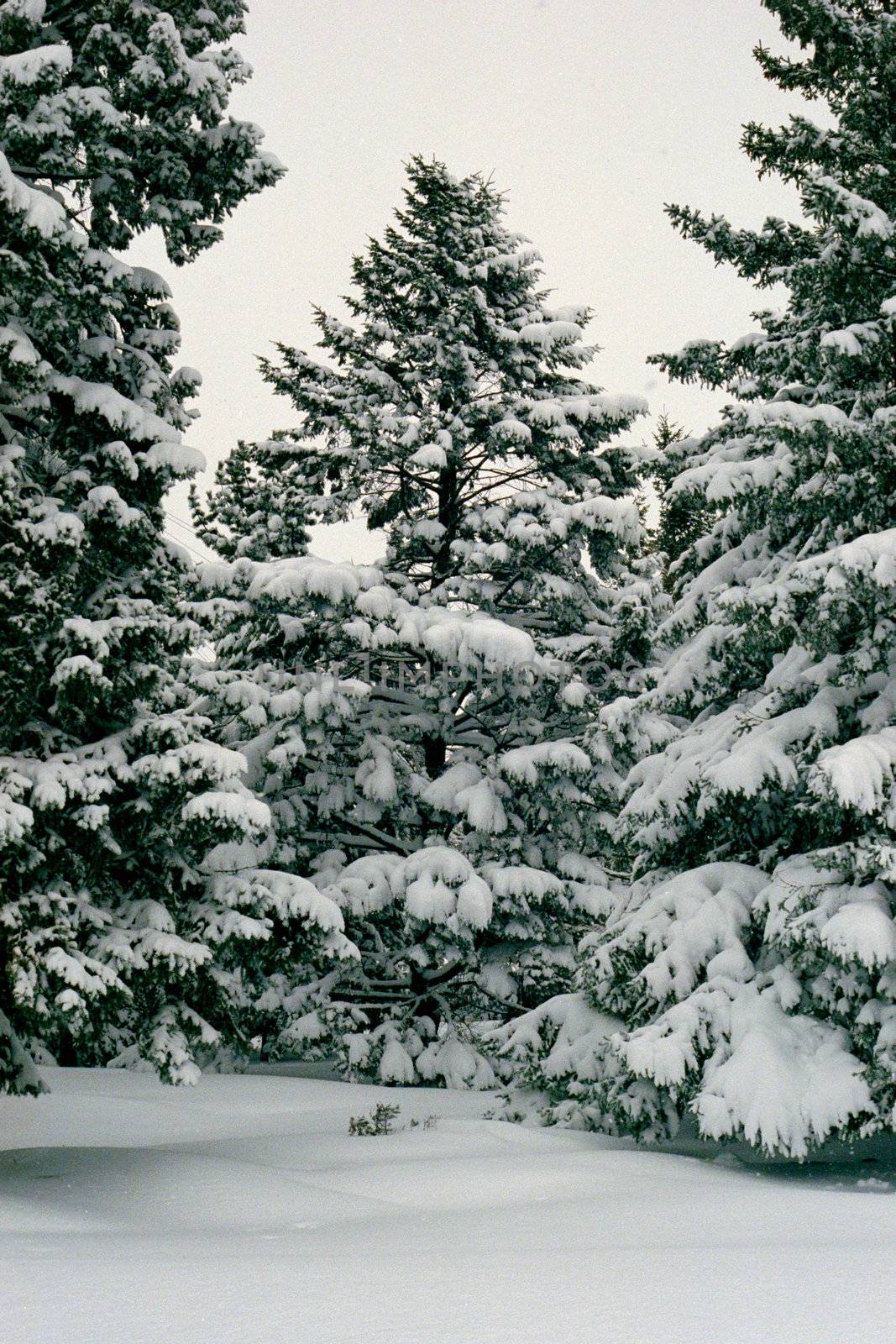 Snowed tree by mypstudio