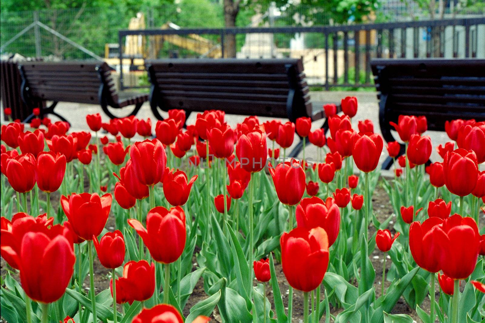 Field of tulipe in a park