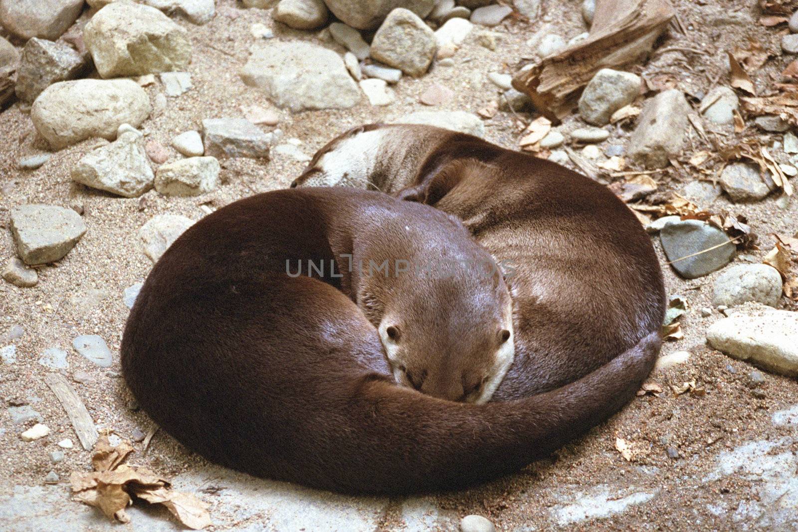 Two otter sleeping in a ying yang position on a rocky bed