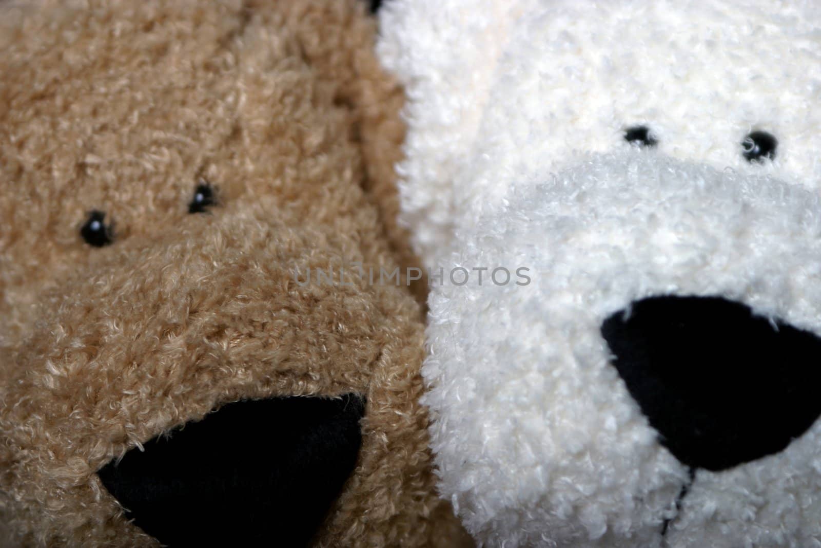 Close up of two stuff dog faces, a brown and a white