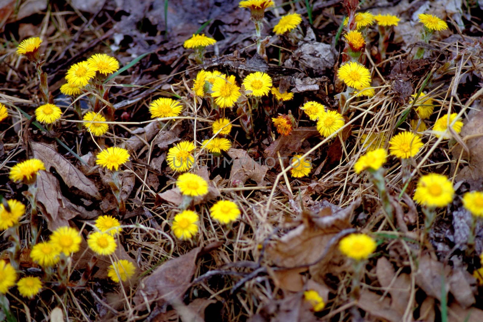 Yellow flower opening during early spring