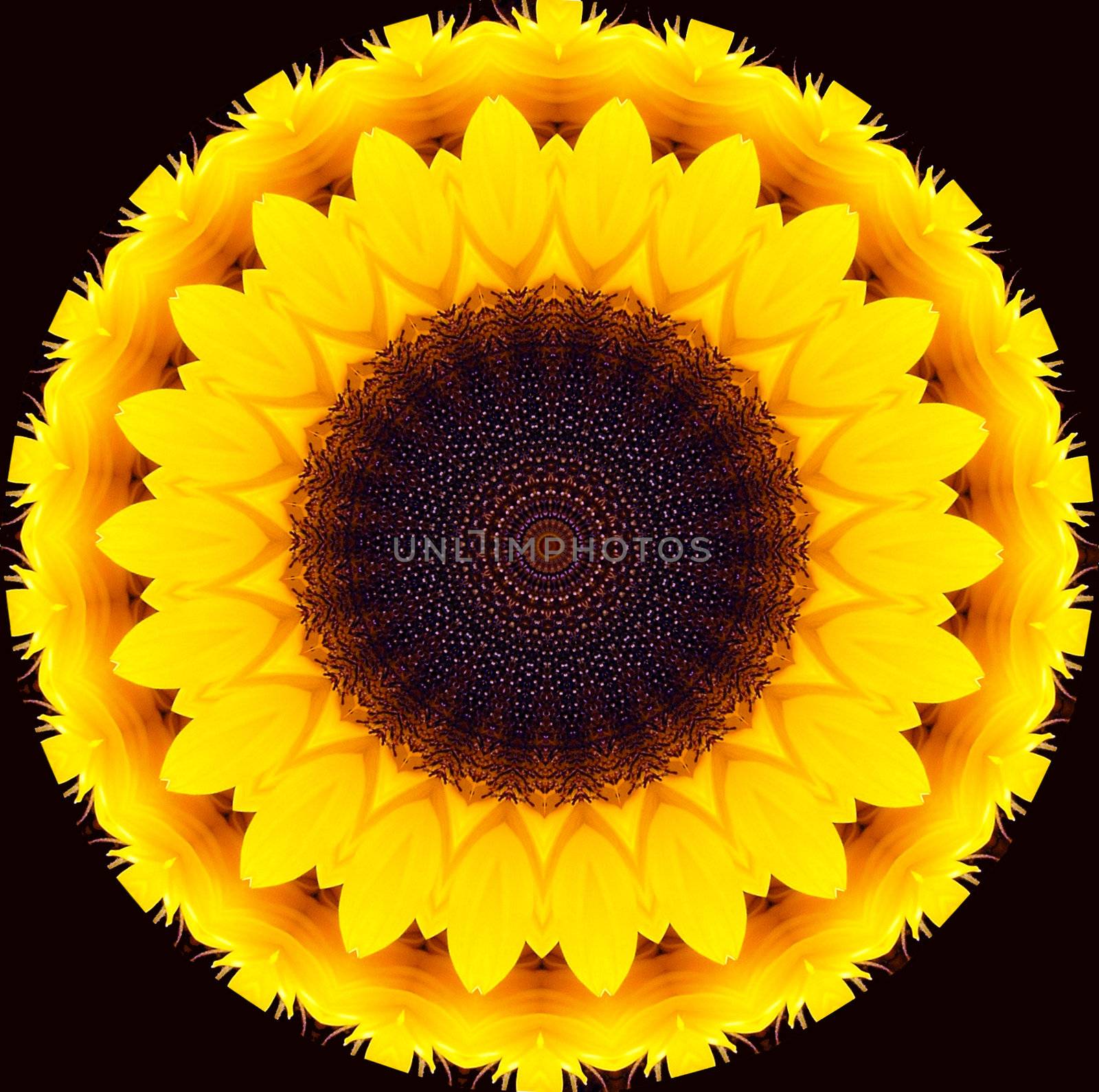 abstract illustration using sunflower elements and colors