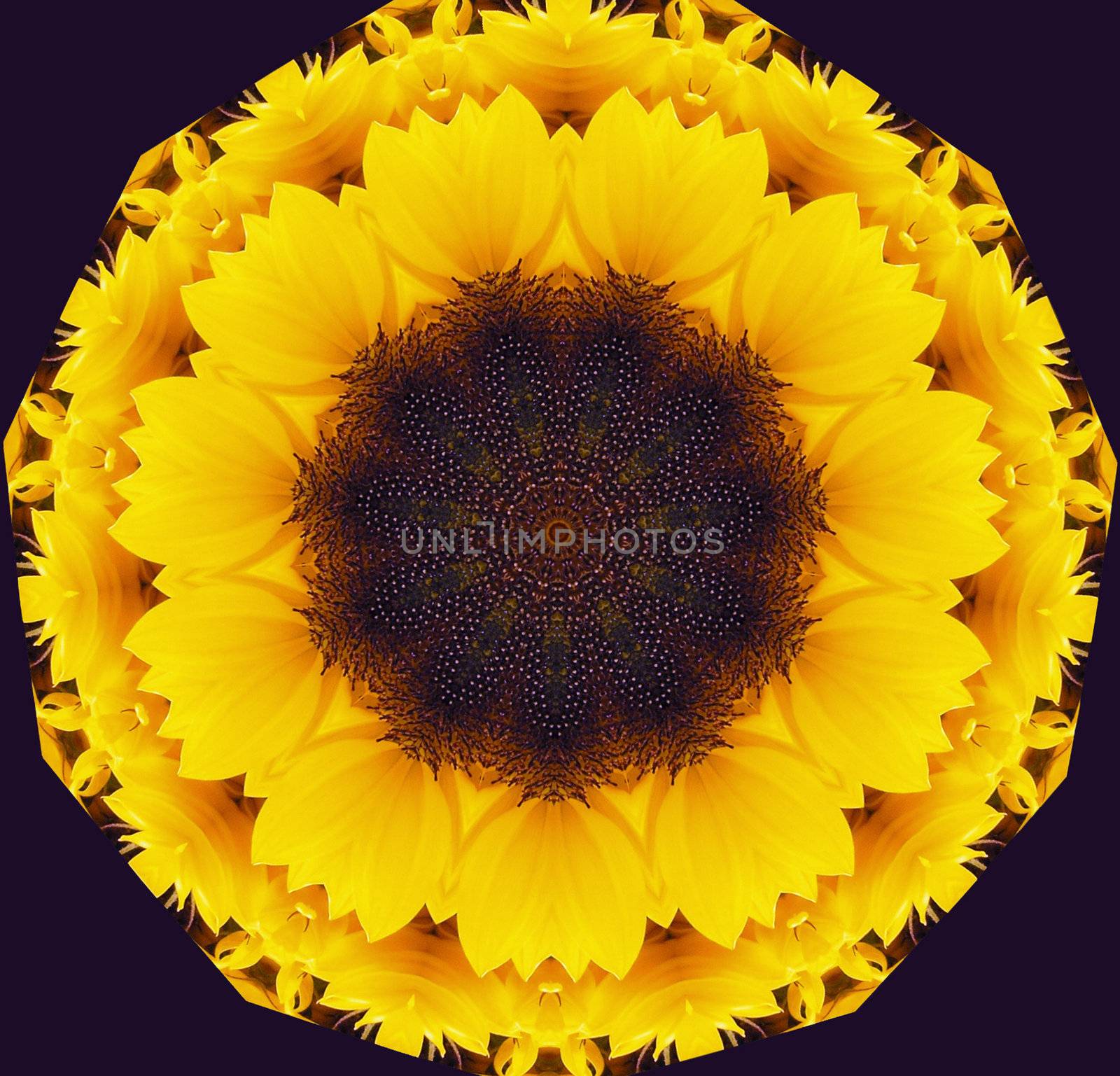 abstract illustration using sunflower elements and colors