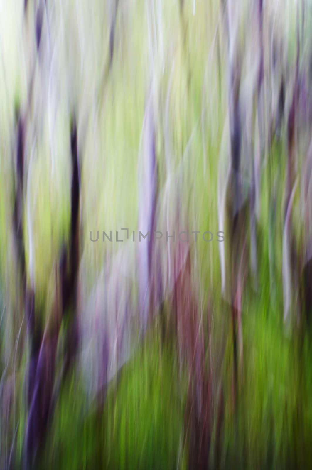 abstract forest by mjp