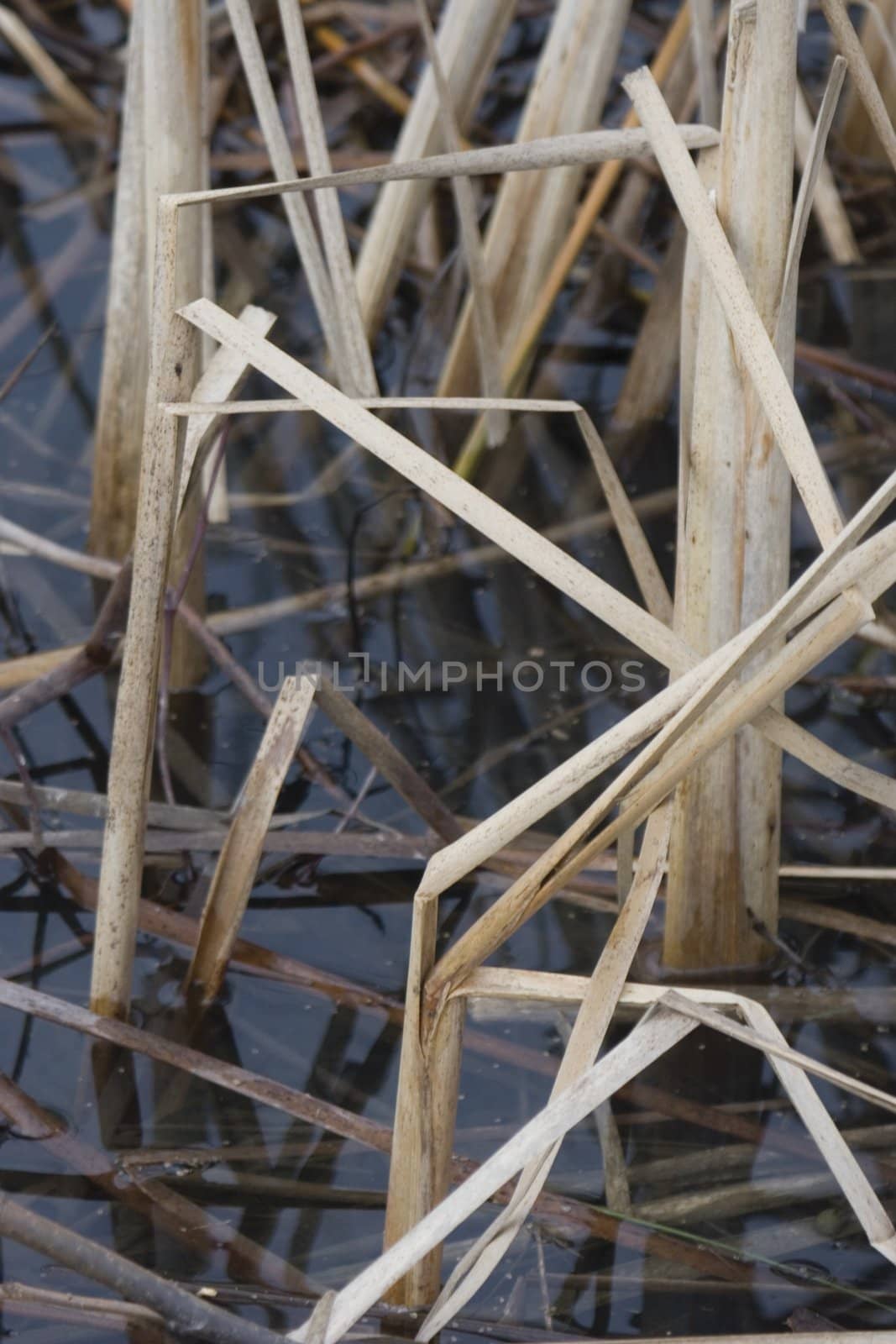 dried cattail in pond