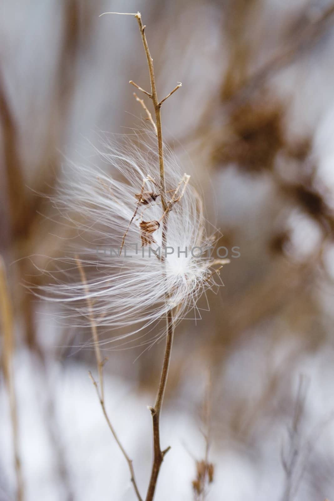 Seed caught in dried branch during winter