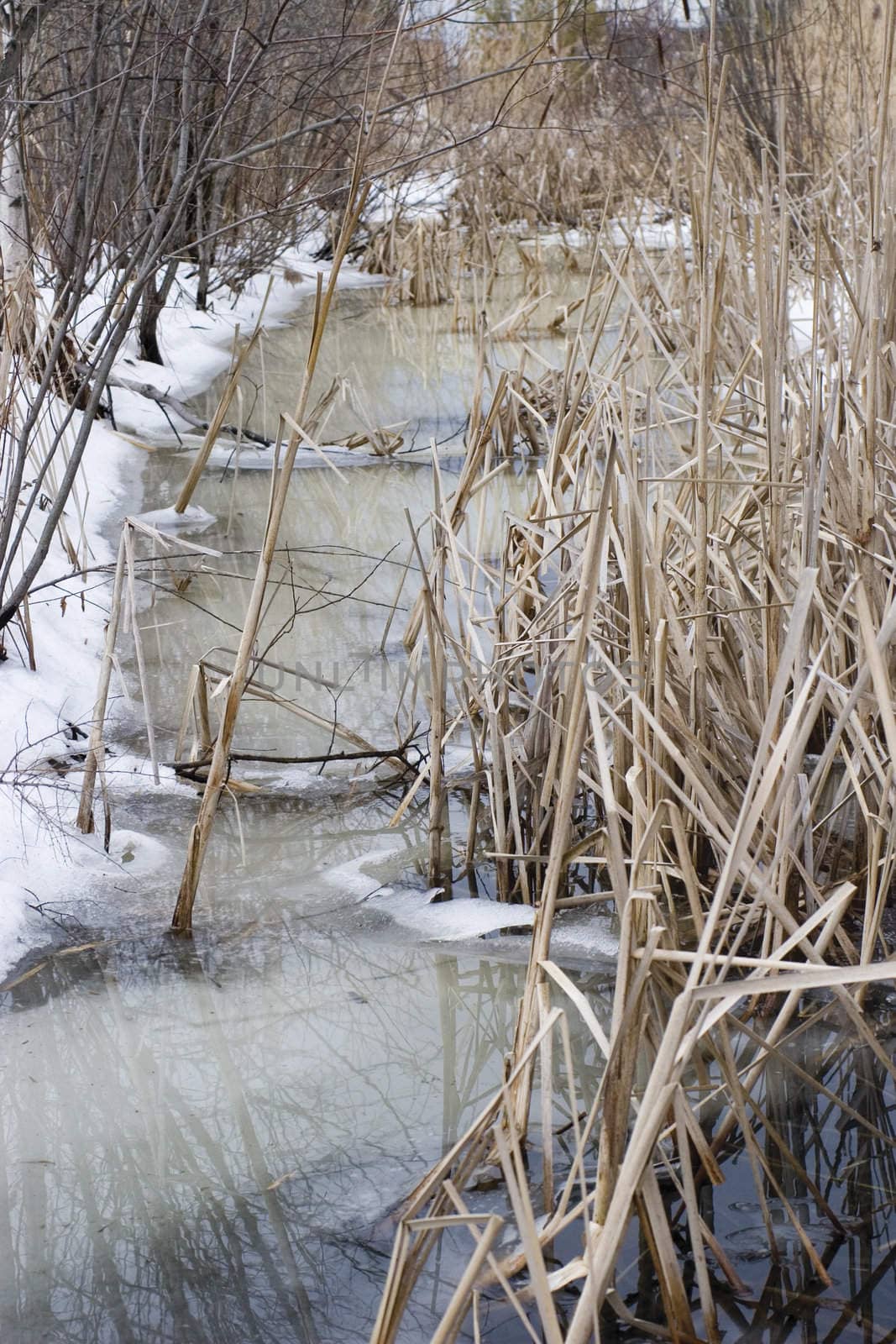 Thawing swamp in the spring with ice cover