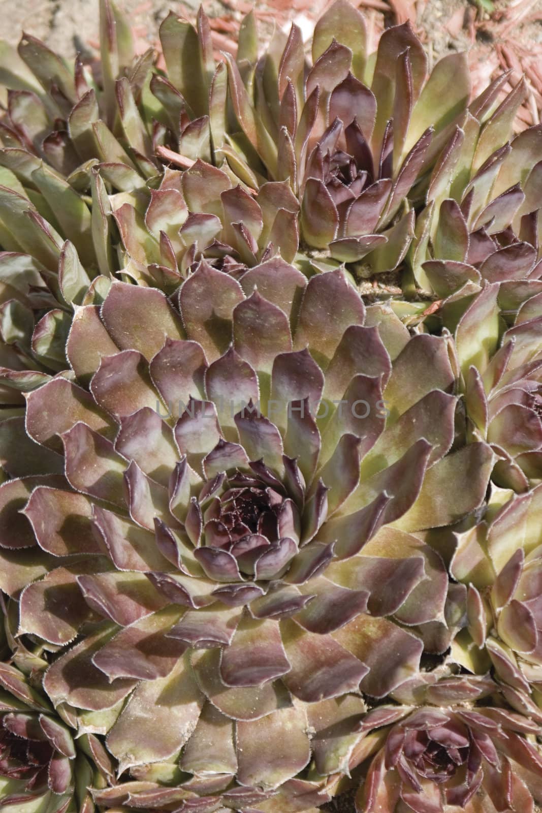 Close up of an artichokes flower patch, that has open