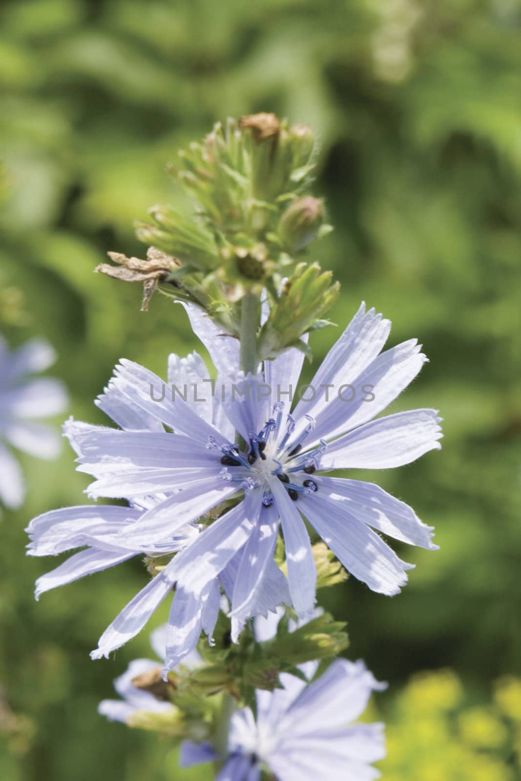 Blue field flower by mypstudio