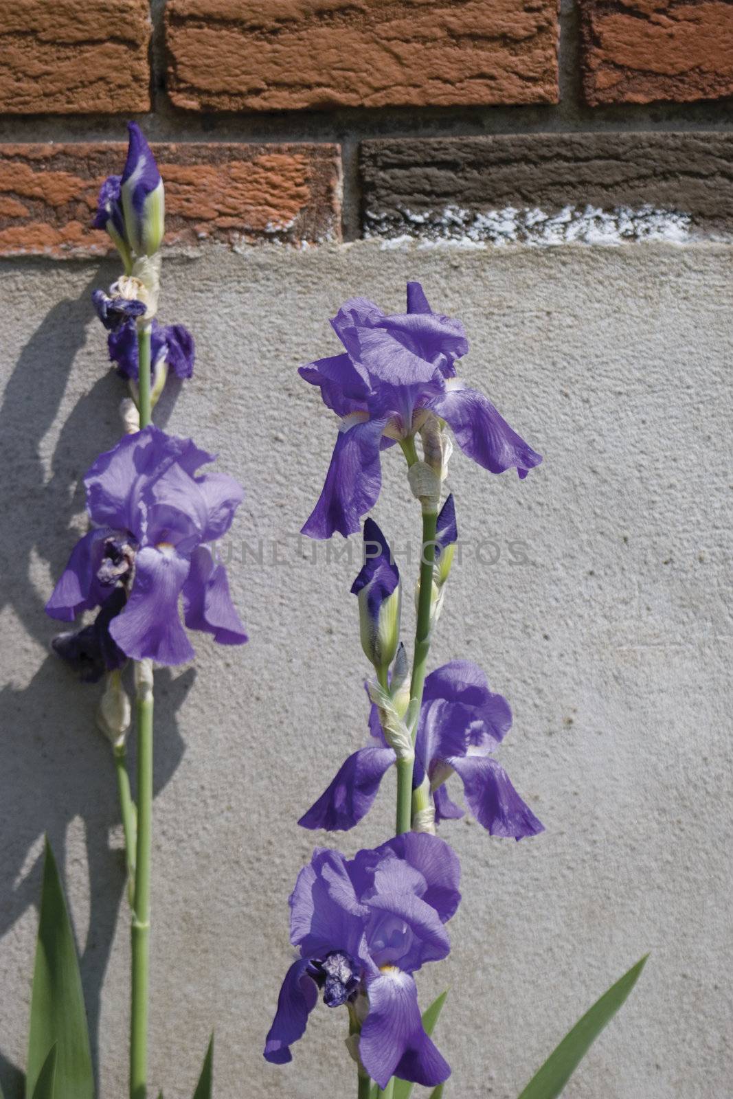 Purple iris flower with brick and ciment background