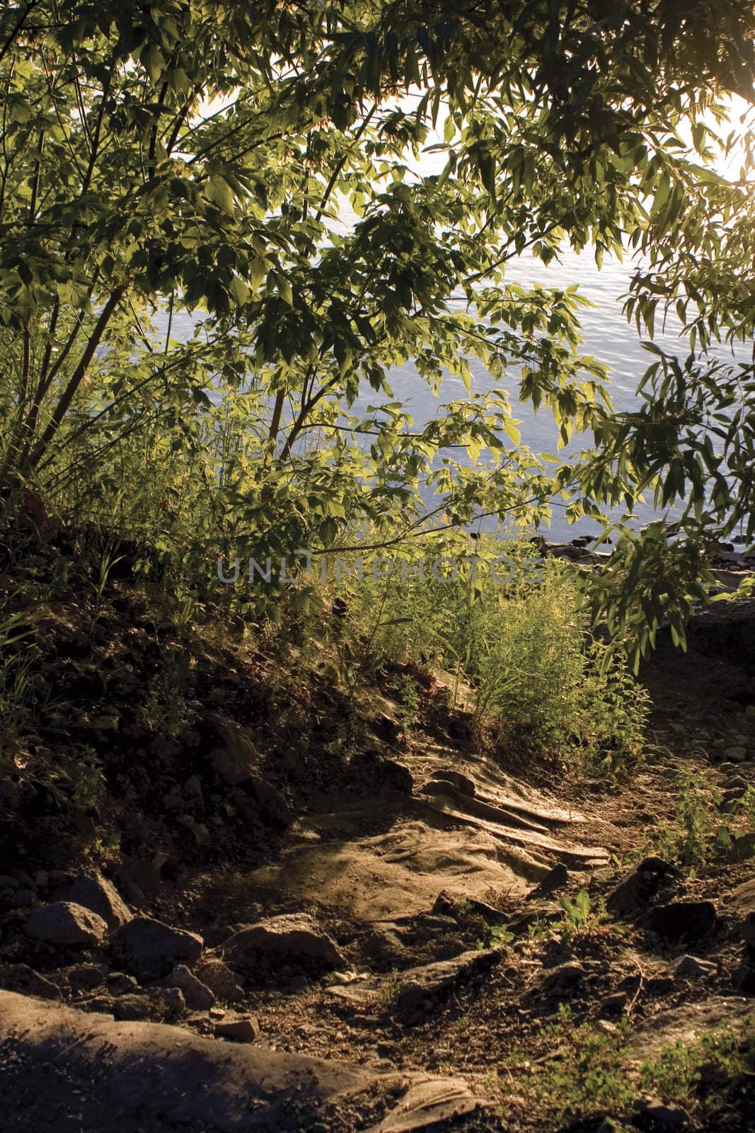 Forest path leading to a body of water