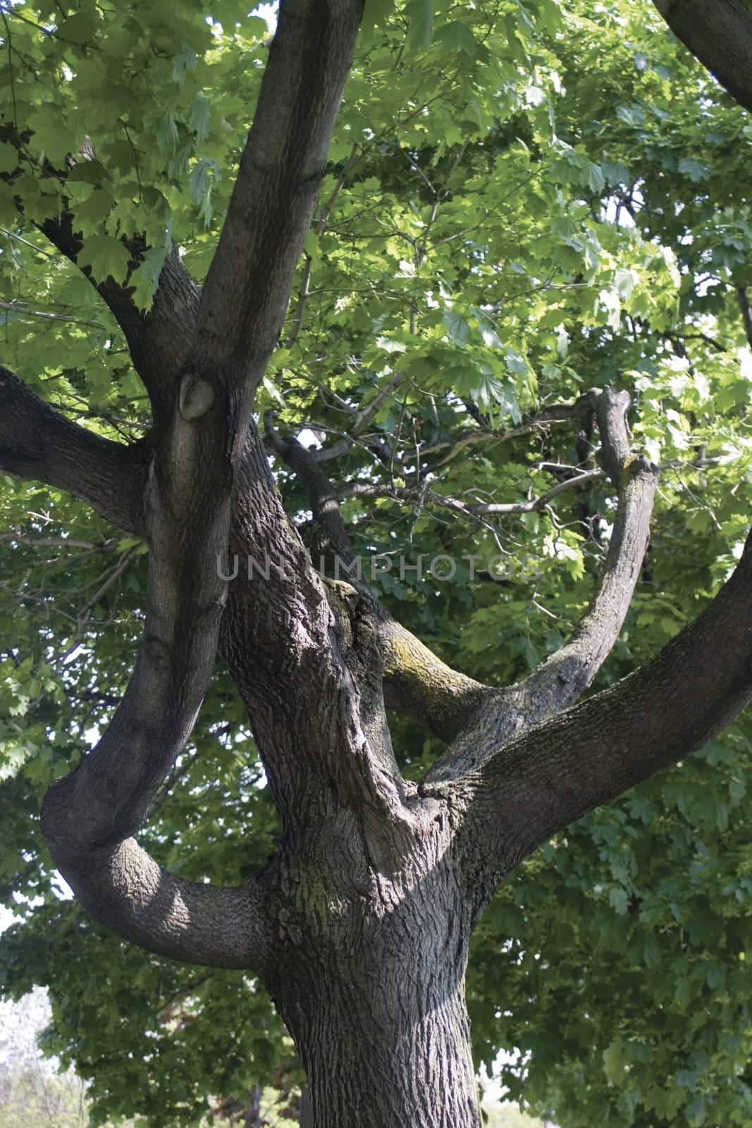 streching tree by mypstudio