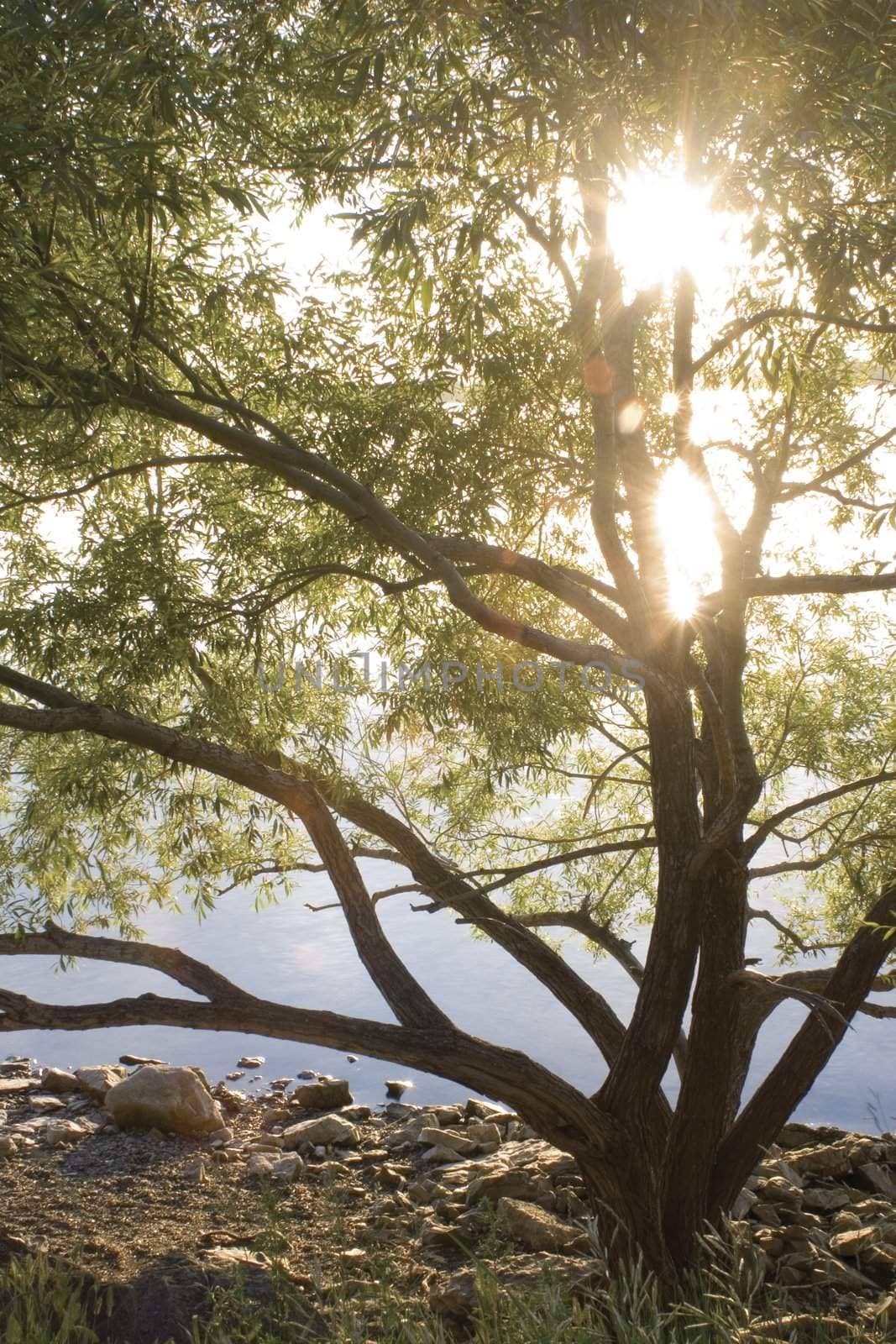 Tree on shore line with morning sun rising throught it's branch