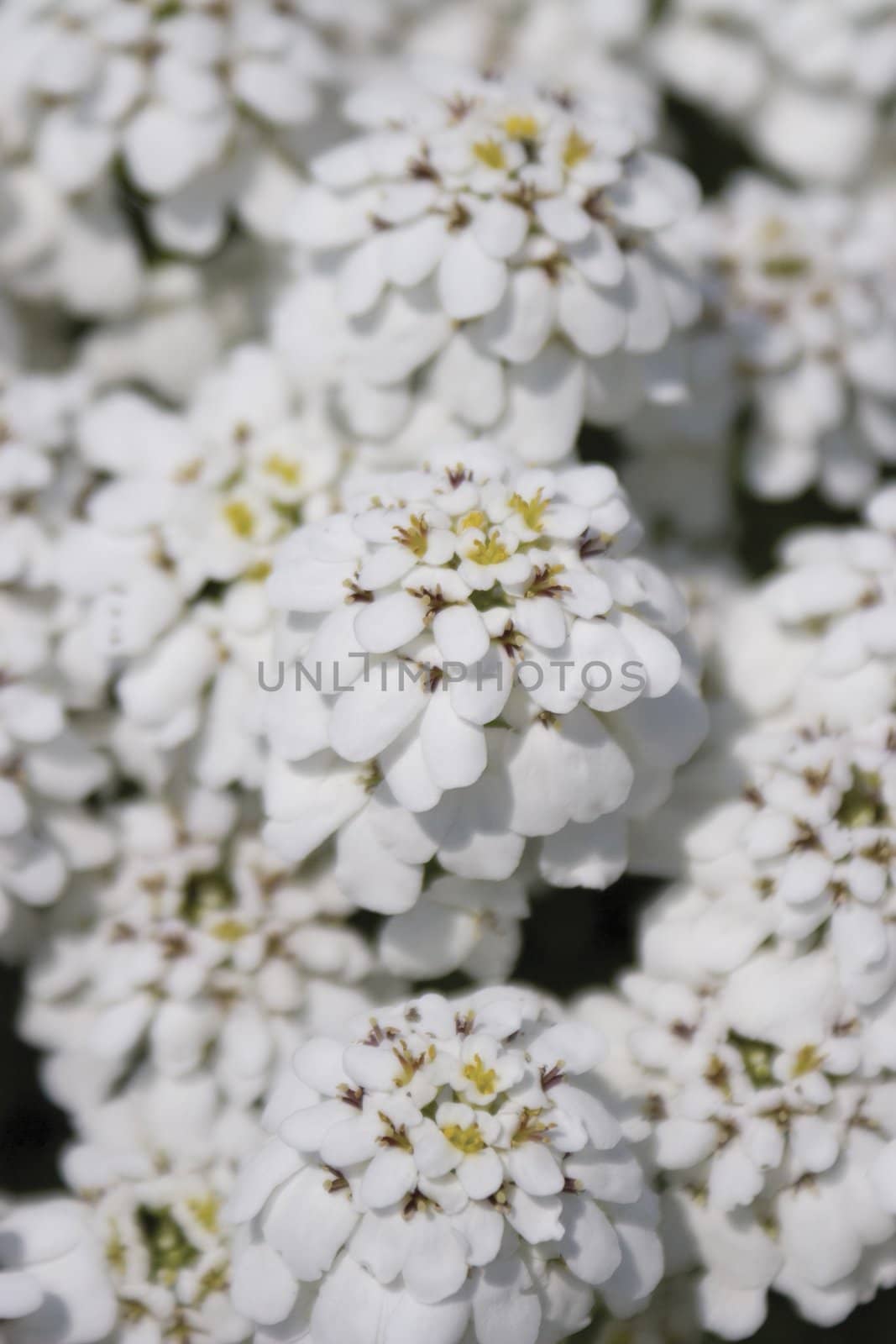 Extreme close up with shallow depth of field, macro style, of white flower