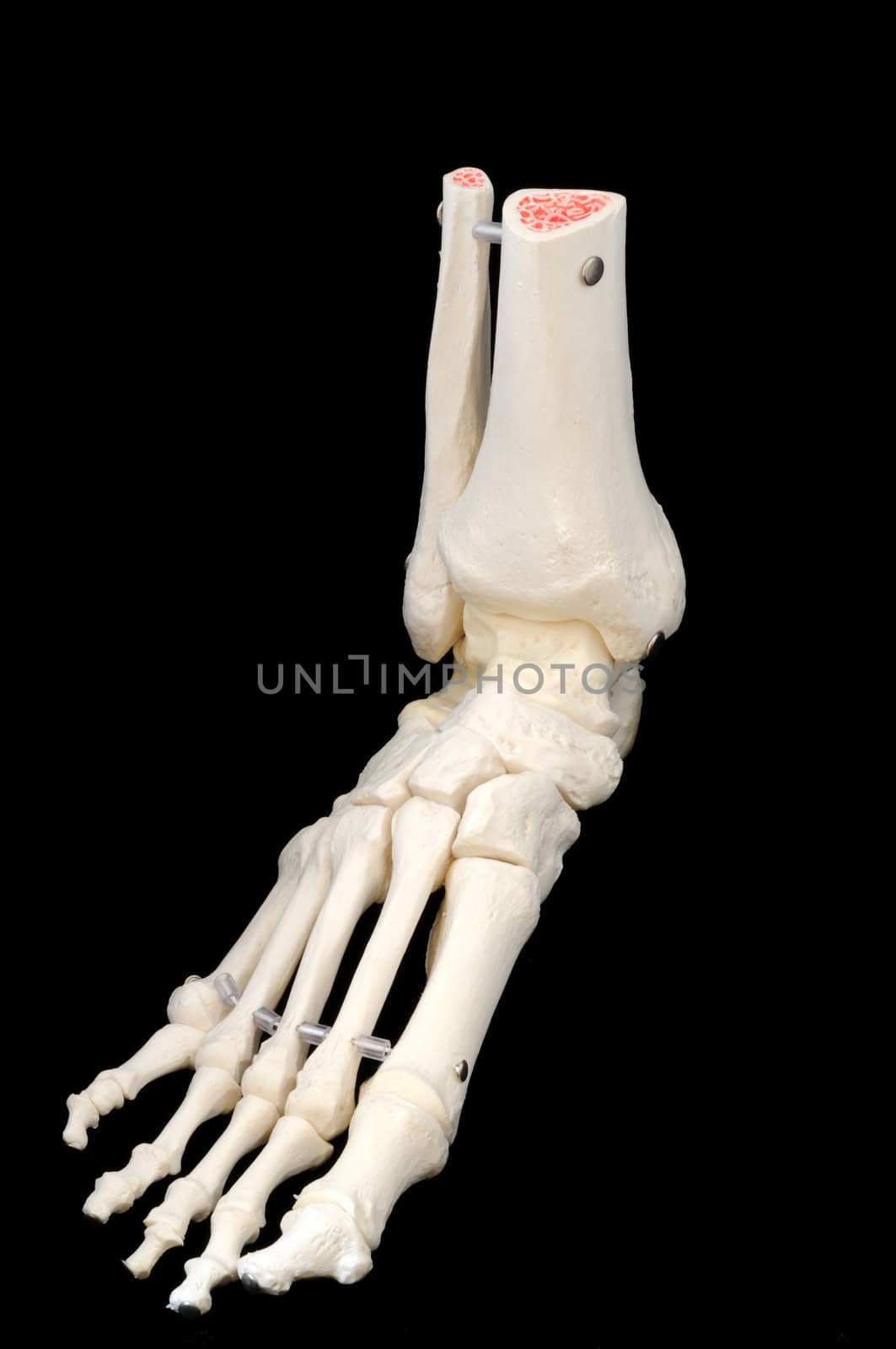 A highly detailed articulated model of a human foot, with all the bones represented, from the toes to just past the ankle.