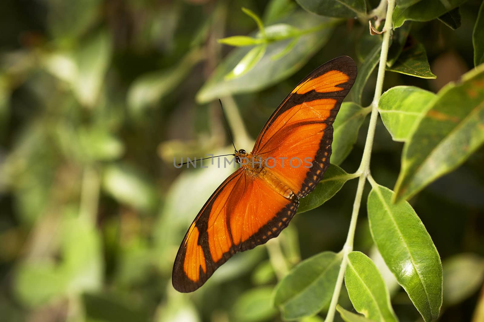 Orange butterfly straightening wings on the garden