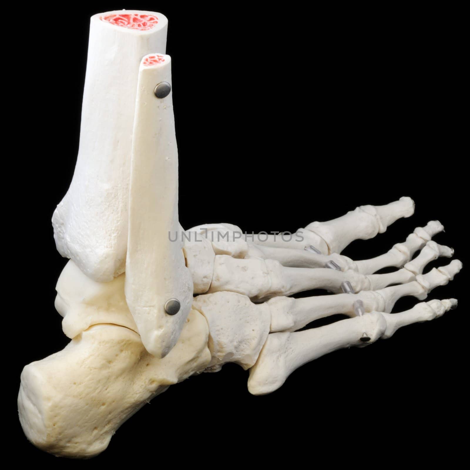 A highly detailed articulated model of a human foot, with all the bones represented, from the toes to just past the ankle.