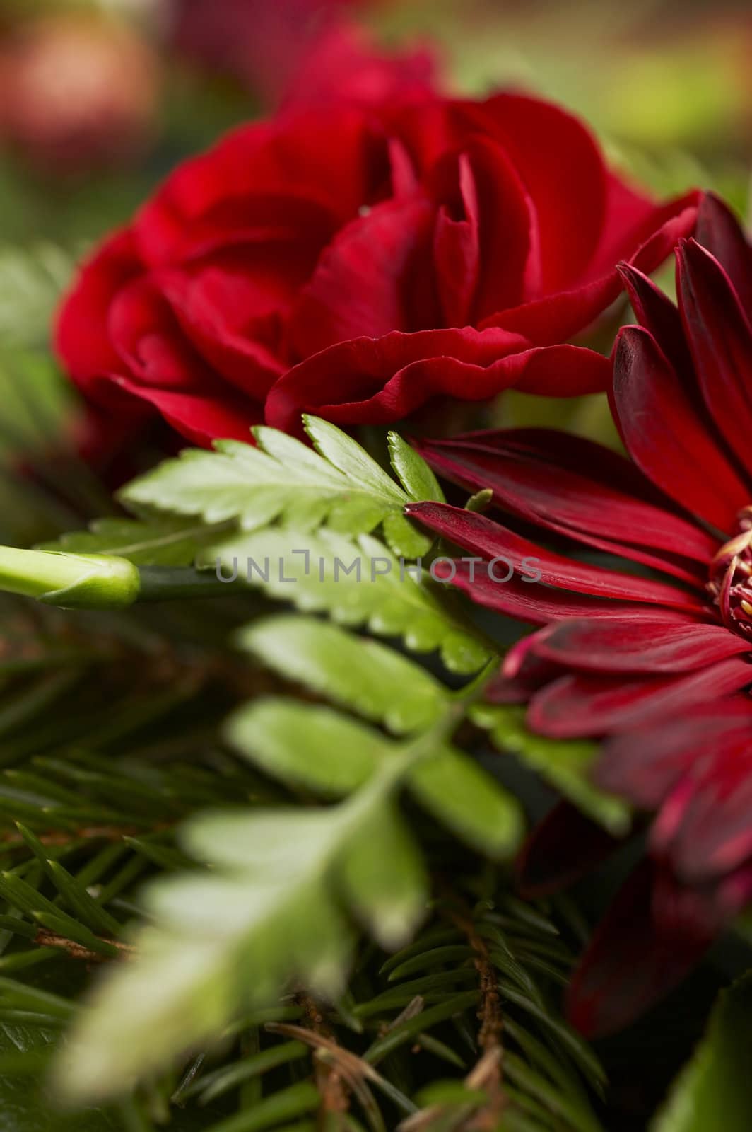 Flowers close up (macro) from setup (roses, cloves, leafs)