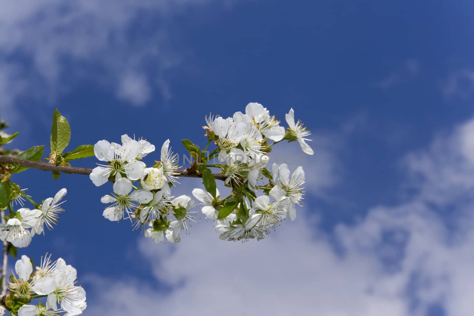 Cherry tree flowers on branch over blue sky and clouds