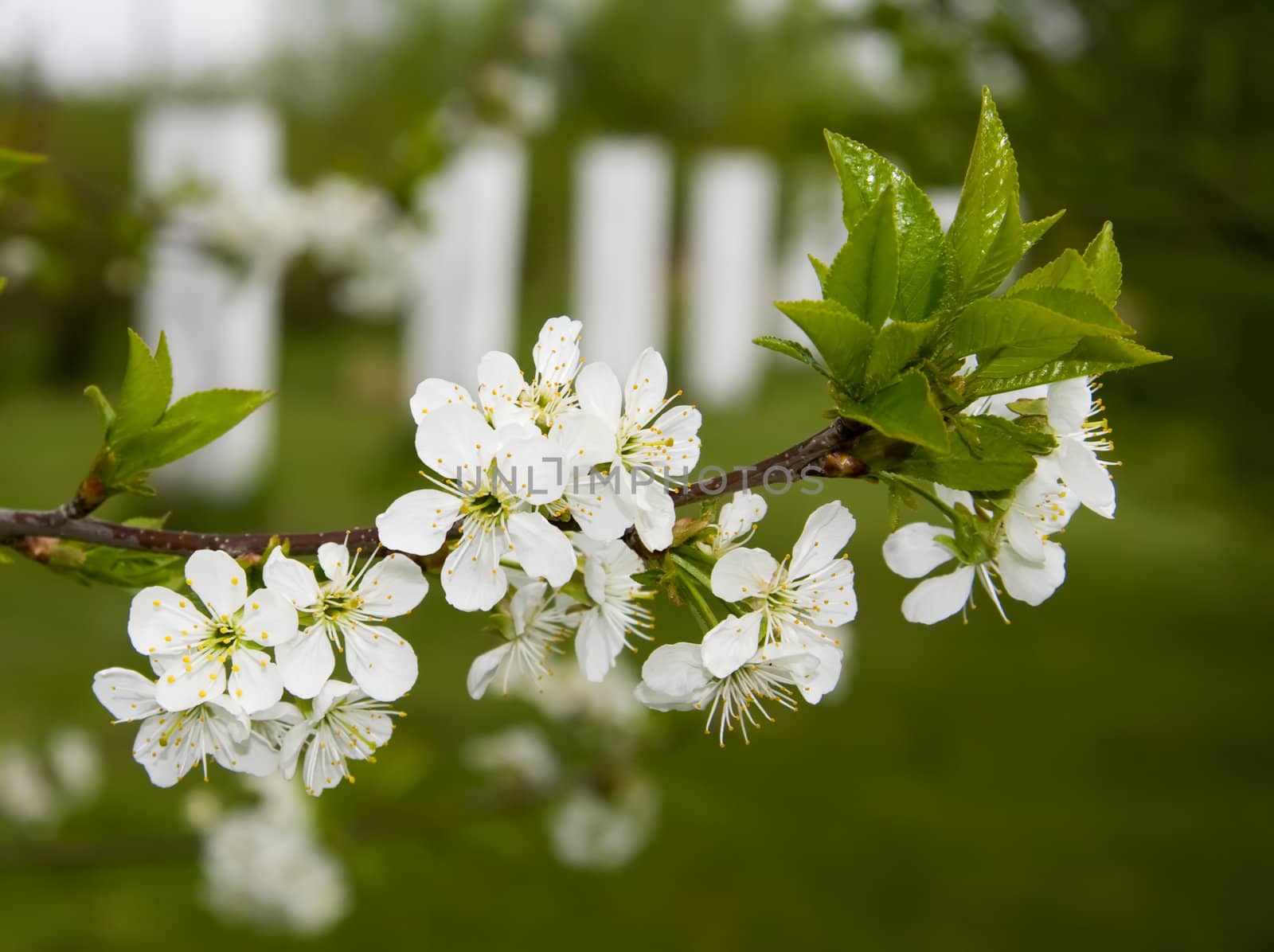 Cherry tree flowers on branch over white column and green