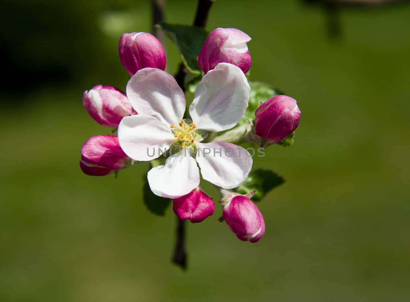 Cherry tree flowers on branch over green grass