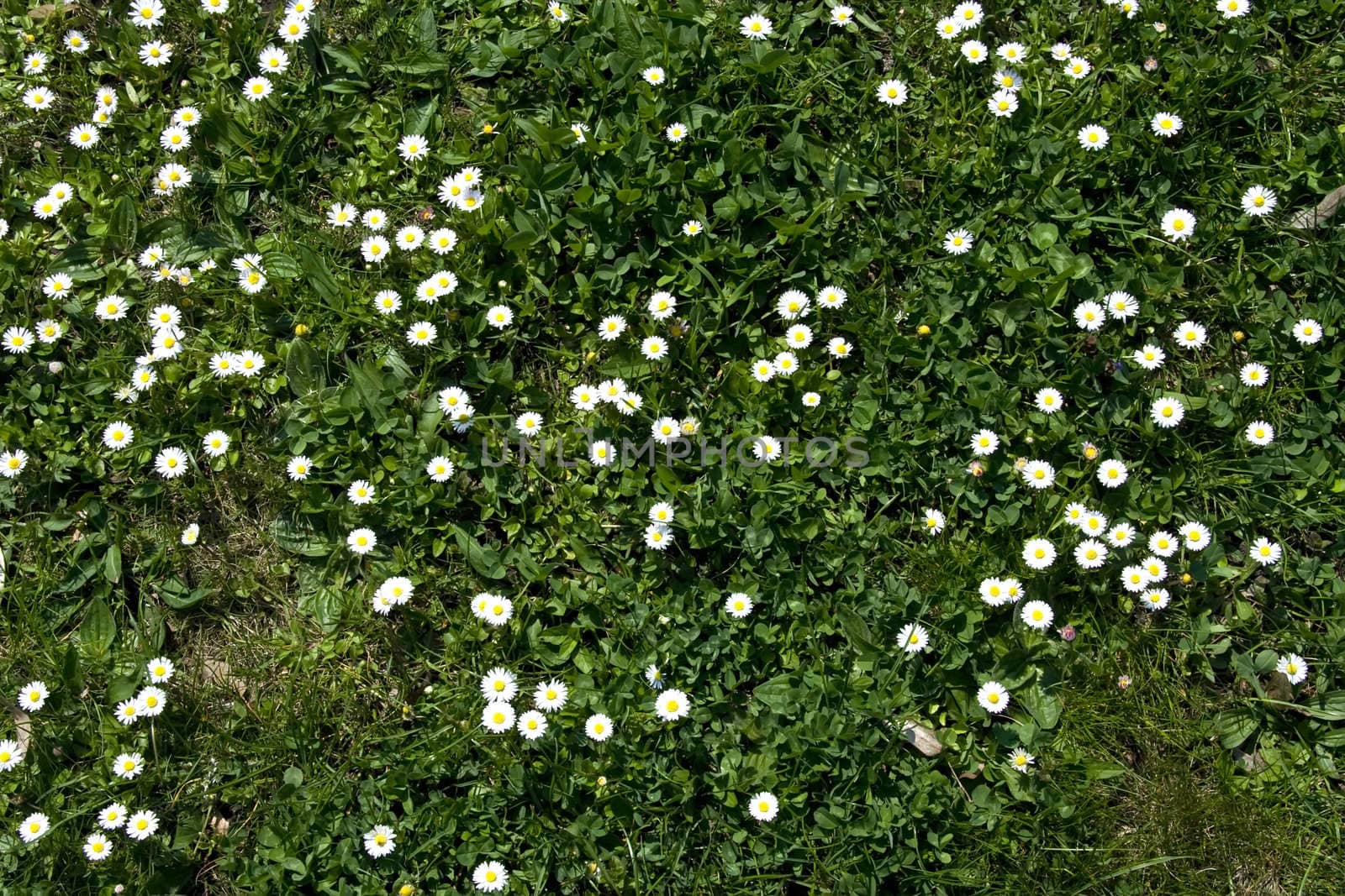 White daisy on green grass bakground