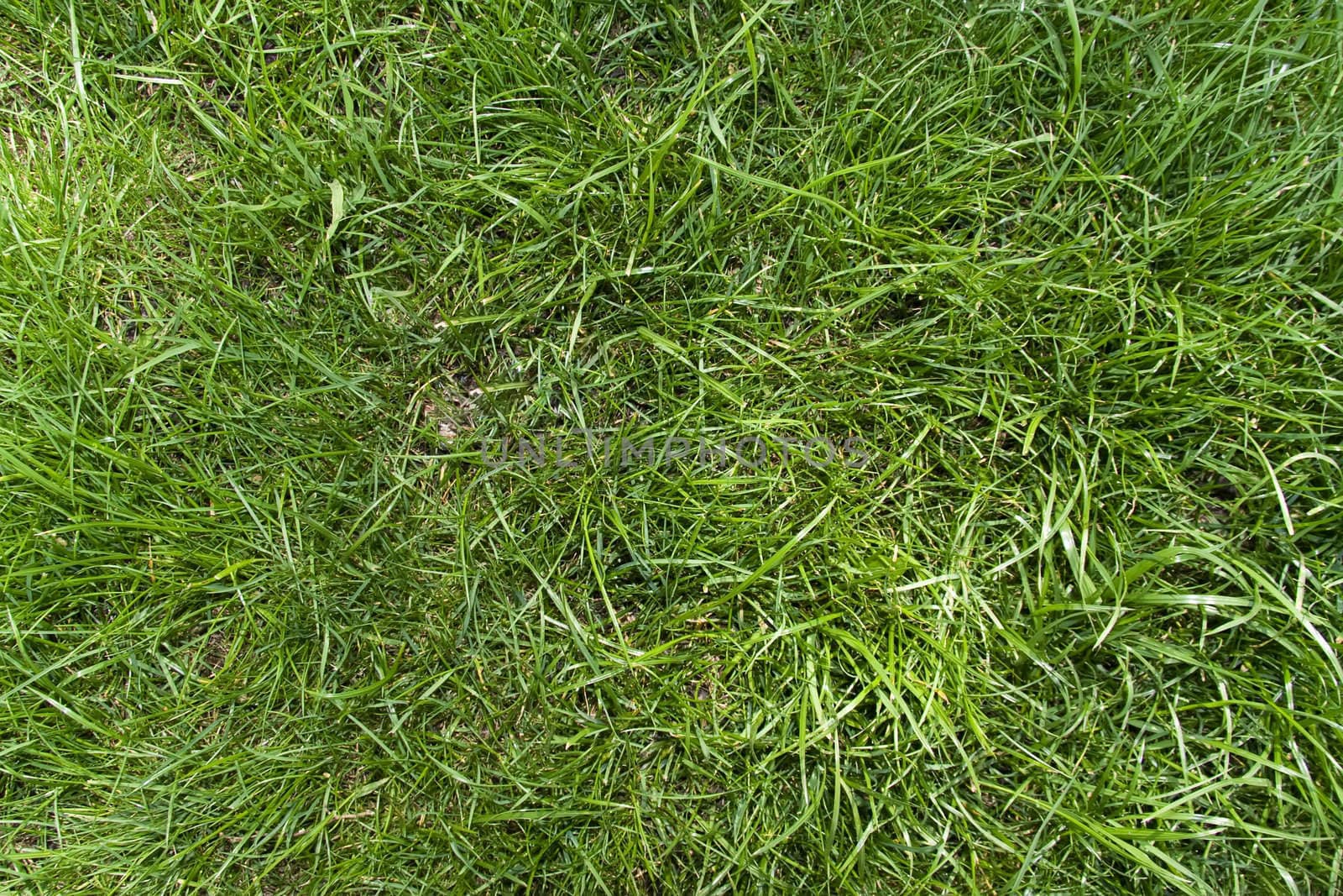 Bright green grass leafs on background