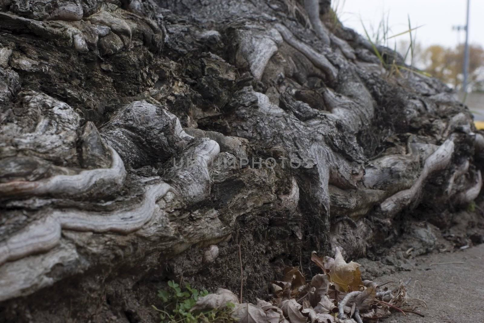 Close-up of a tree root system