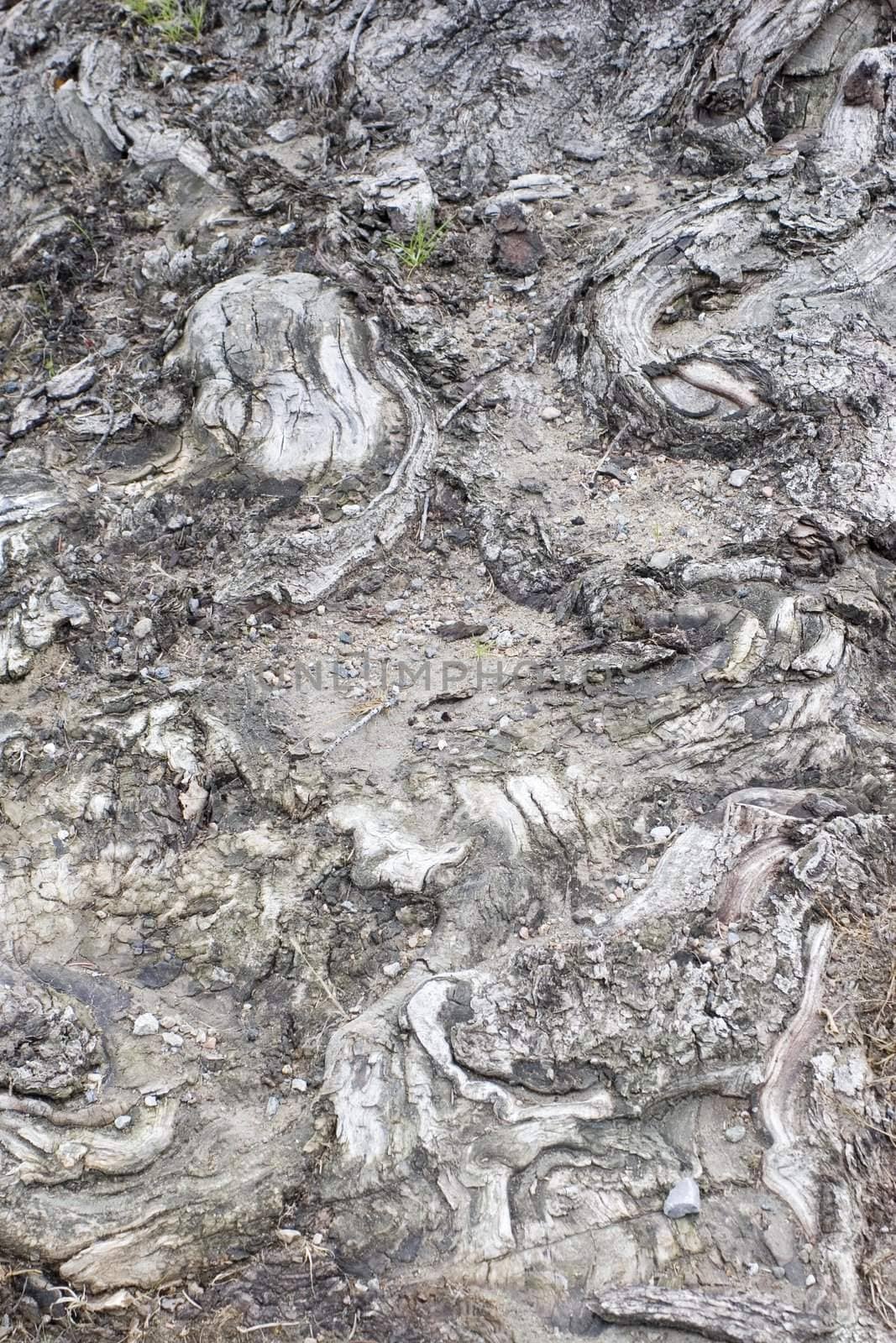 Close-up of tree bark texture