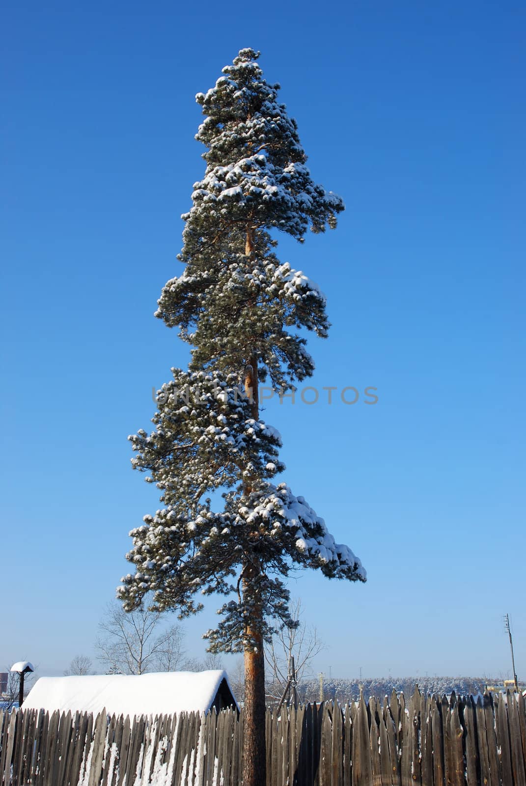 lonely pine under snow against the blue sky