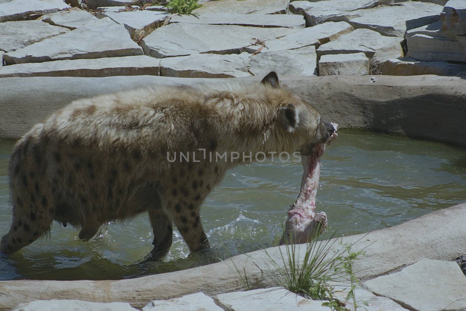 hyena with piece of meat in it's jaw coming out of a pool of water