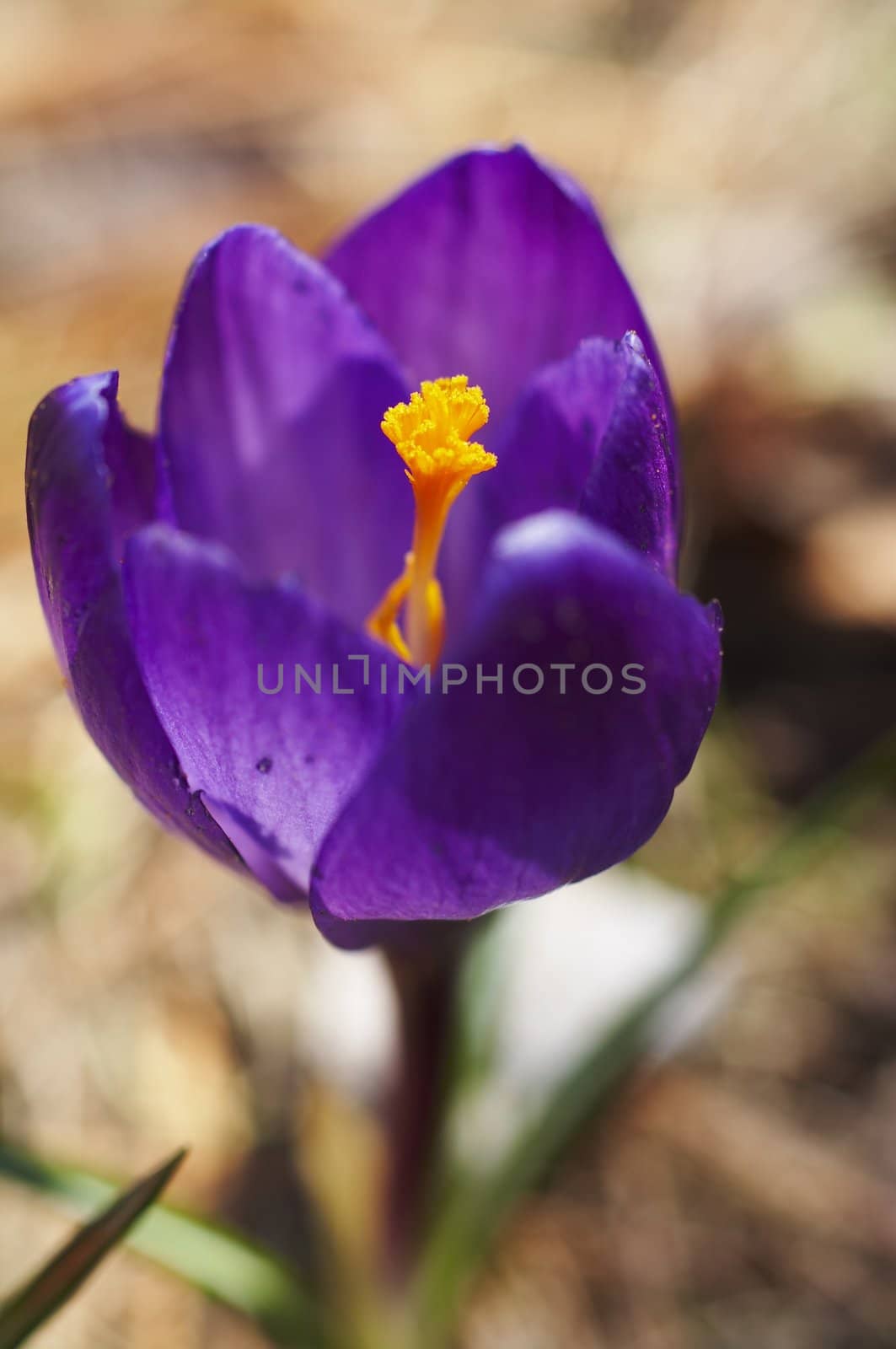 Spring flower close-up