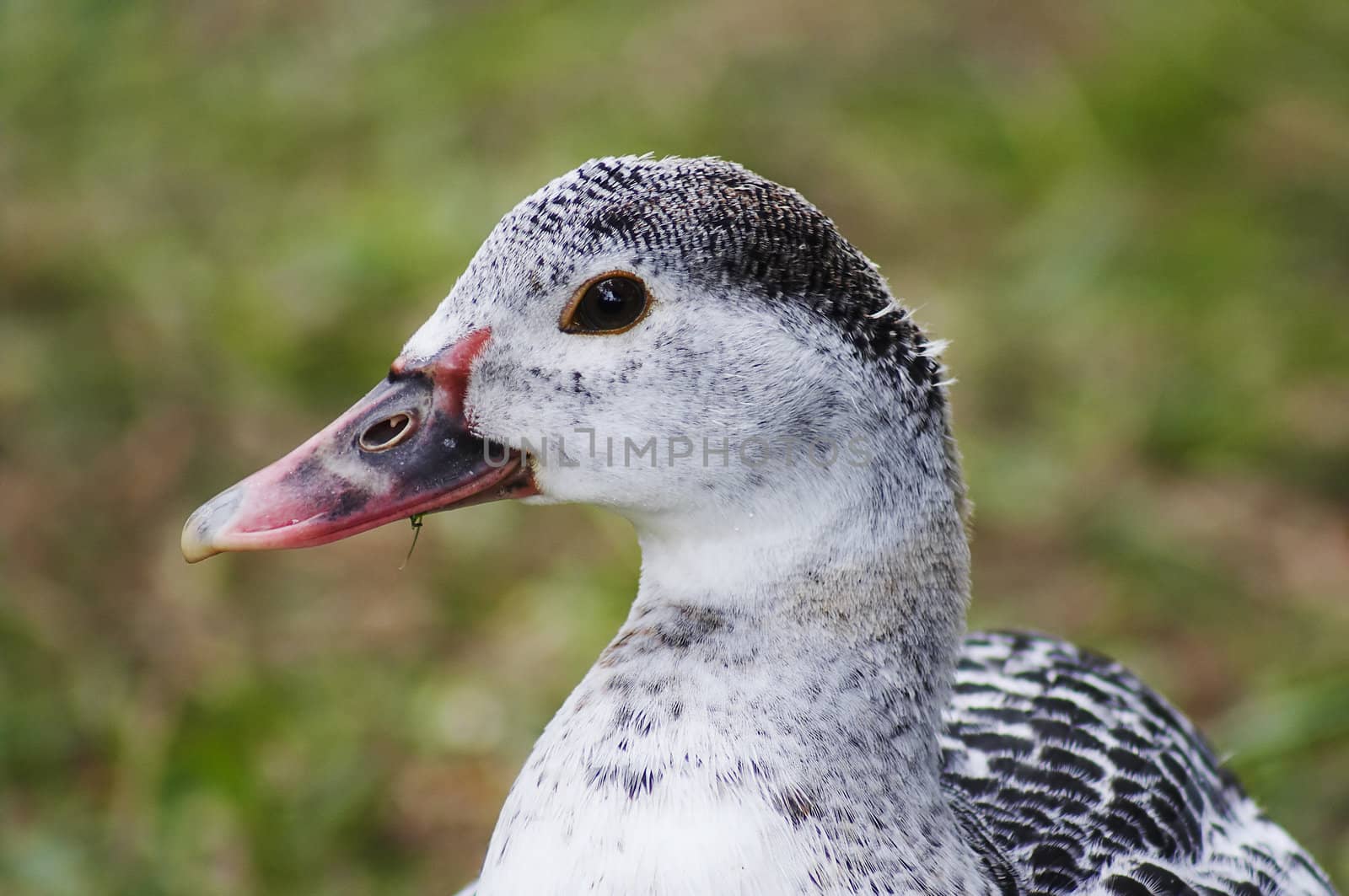 bird portrait