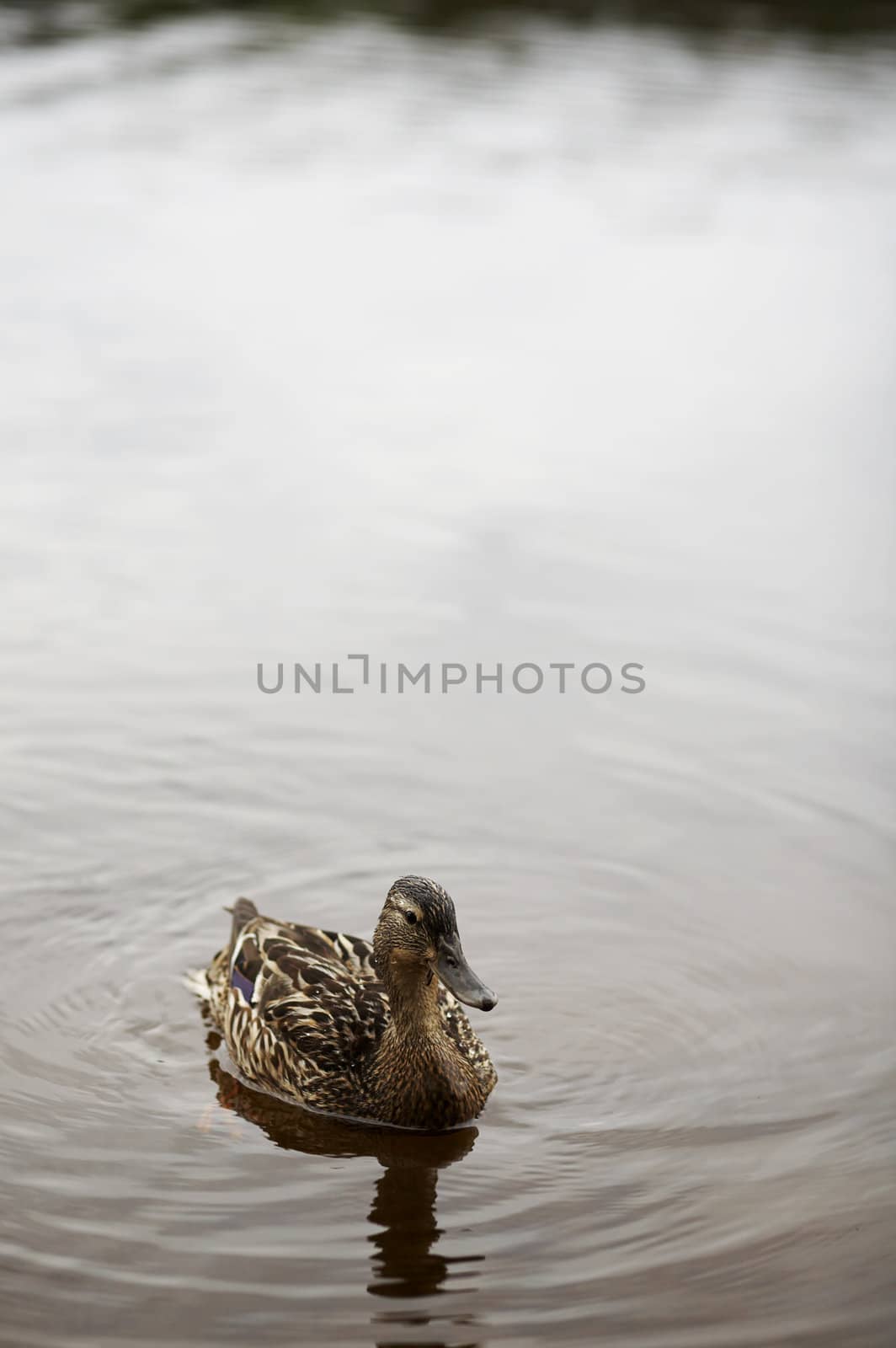 Brown lonely duck swimming on the lake