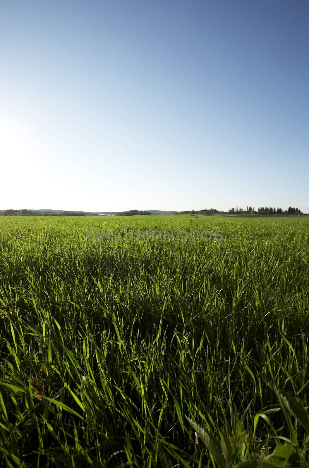 Field landscape from rural area of Finland