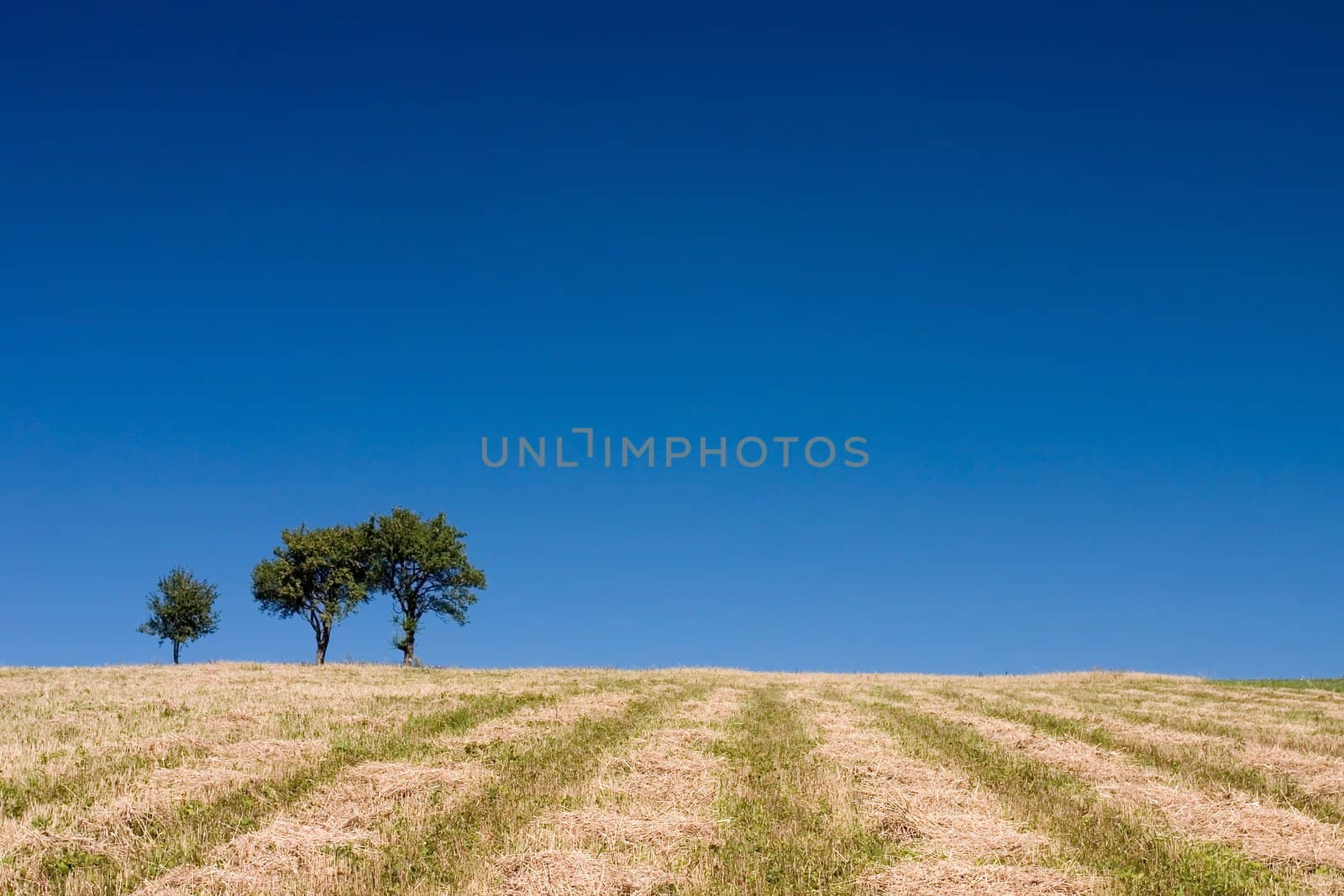 Summer abstract landscape with three trees and straw