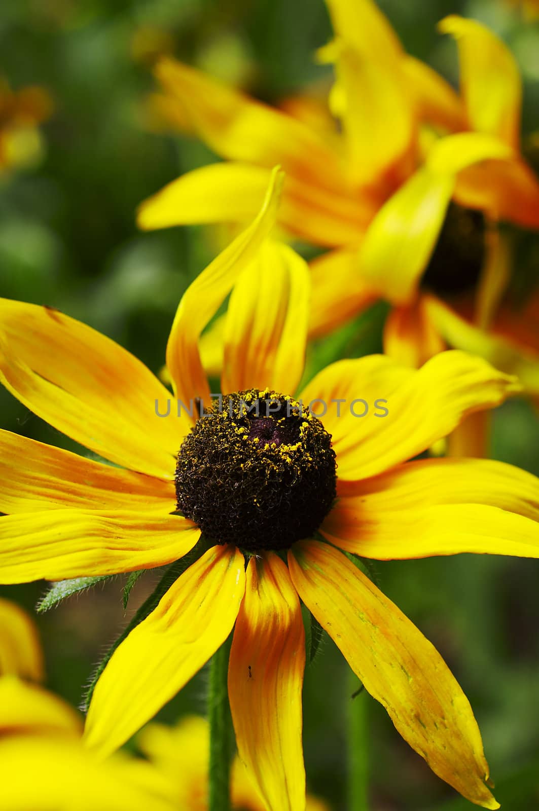 Flower field