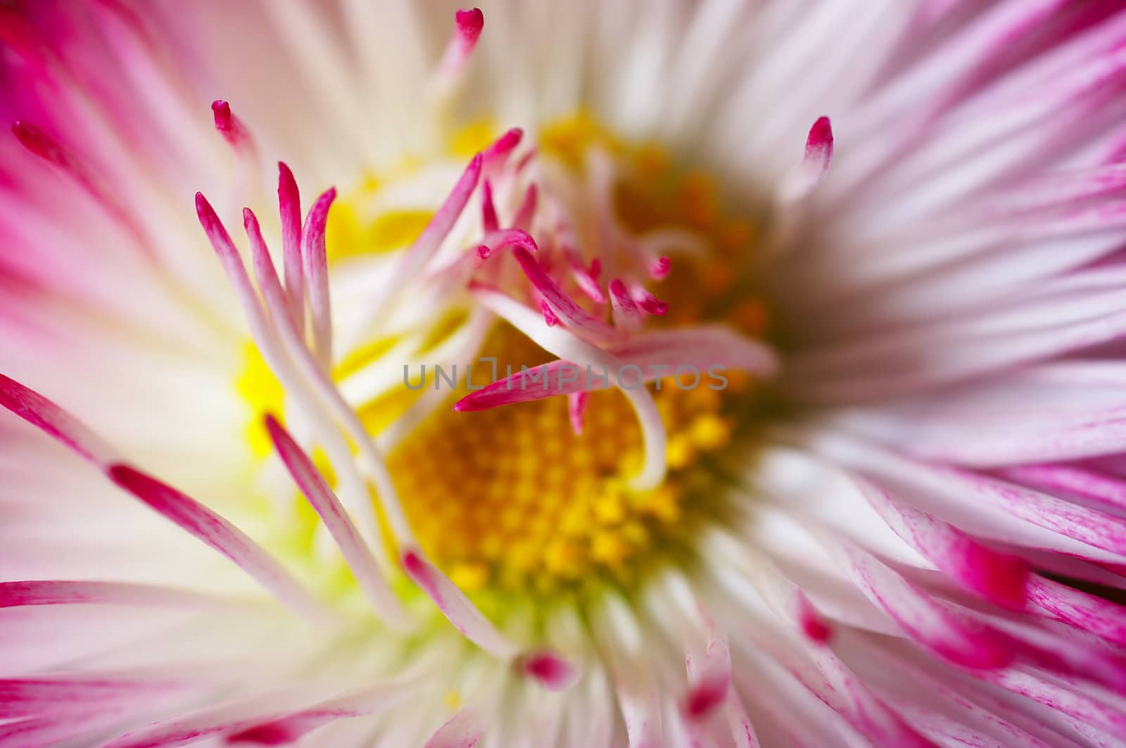 red flower close-up